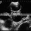 Hot Sale Vet Products Ultrasound Veterinary Usg M30
