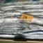 frozen pacific saury for bait fishing