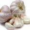 Yunnan factory Fresh White Garlic