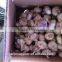 2015 Crop Garlic