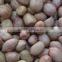 INDIAN SUPPLIER JAVA PEANUT KERNEL 50/60