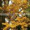Landscape plant Cercidiphyllum japonicum seedling