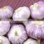 Supply Jinxiang Pure white garlic/Normal White Garlic