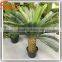 Indoor Evergreen Ornamental Plants Cycas Revoluta Artificial Fake Plastic Evergreen Trees for Home Decor