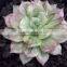Echeveria Silver Prince Variegated, Decorative Plants Echeveria, Succulent Plants, Tropical