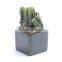 Ice Cracked Color Square Mini Ceramic Flower Pot