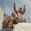 304 Stainless Steel Wire Aviary Rope Zoo Mesh for Zoo Enclosure