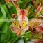 Gift hotsell alstroemeria flowers