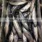 Small size sea frozen bonito fishing products