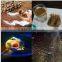 Extruding pet dry dog food machine