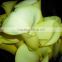 Most popular hot-sale yellow calla lily