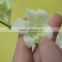 Alibaba china hot selling vanda orchid flowers