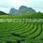 Green tea made in Vietnam