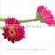 Hot sell gerbera plants gerbera flower with 0.6-0.8kg/bundle from Yunnan, China