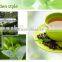 green tea bagged