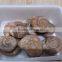 wholesale top quality natural snail fossils ammonite fossils for sale