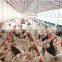 steel structure poultry house design prefab chicken house/shed