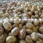2016 New Season Fresh Potato With Competitive Price