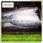 Frozen Tilapia Fillet Fish In Bulk