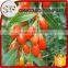 Organic certificated goji berry price Chinese wolf berry red goji dried goji