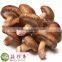 Fresh shiitake mushroom China low prices wholesale spawn cultivation