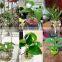 hang transparent glass vase/Other copper grass plants hang bottle hydroponic flower pot
