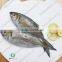SCAD: ROUND/ LAYANG/ YELLOW TAIL/ YELLOWSTRIPE/ BIG EYES