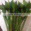 Lucky bamboo Dracaena Sanderiana Lotus bamboo