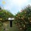 Solar Sonic Vibration Mole Rat Rodent Repellent
