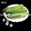 X ray Test ISO BRC A Certitified IQF Frozen Green Asparagus Spears Asparagus Whole