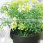 Cheap Plastic Artificial Small Potted Flower Plant in Black Plastic Pot for Sell