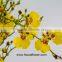 Perennial Plant Fresh Cut Yellow Holland Of Orchid From YUNNAN