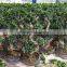 ornamental shaped ficus bonsai