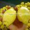fresh adalia lemon