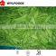 IQF china price for frozen Pea pods 2015 high quality