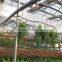 Large Tunnel galvanized Agricultural Greenhouse for Green Vegetables