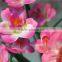 Home garden decoration 30cm hight light pink small Criste Marine artificial wedding flowers EXLH03 0404