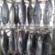 Skipkack Tuna - Katsuwonus Pelamis