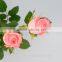 Diversified in packaging crazy selling fresh single stem Diana roses