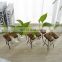 Desk wood rack Green water plant glass Vase