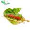 Yada High Quality Customized Bamboo Teppo Bamboo Skewer Flat Teppo Gushi-gun Shaped BBQ Skewer Bamboo Stick