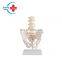 HC-S225 Anatomical Natural Human skeleton model medical teaching lumbar vertebra with large pelvis model