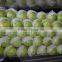 Fresh Green Apple
