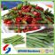 China professional supplier stringless green bean tail cutting machine