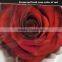 China colors natural preserved fresh flower preserved rose for your best love