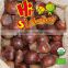Hot selling big size Chinese Chestnuts--Tai an chestnuts