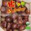 Hot selling big size Chinese Chestnuts--Tai an chestnuts