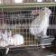 Animal Farm, Poultry Equipment, Rabbit Cage for Pet Cage