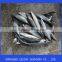 Frozen WR Pacific Mackerel