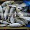 Cheap sardine sea fish